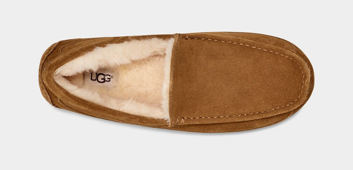 UGG M ASCOT - CHESTNUT - Dale
