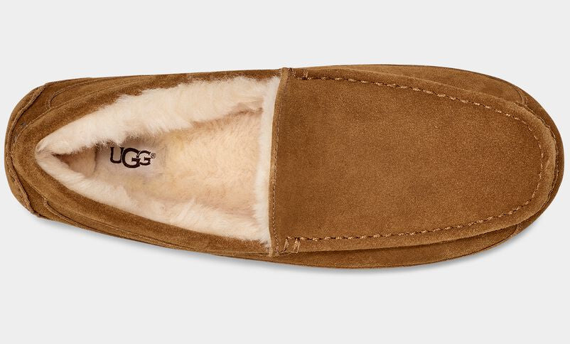M Ascot Chestnut