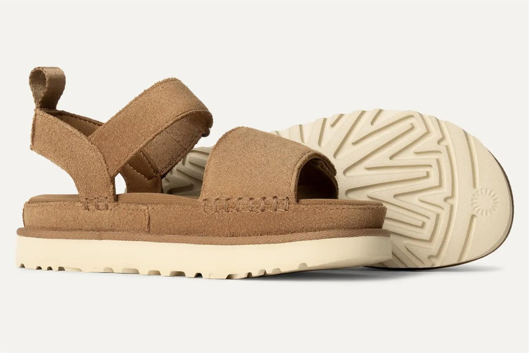 W Goldenstar Chestnut