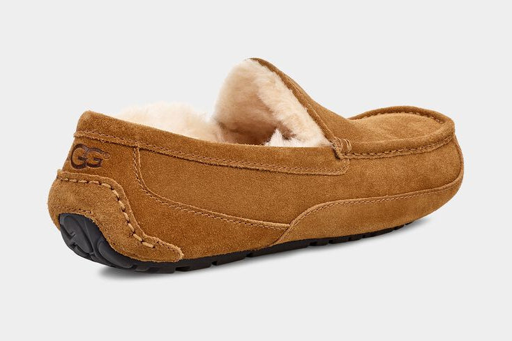 M Ascot Chestnut