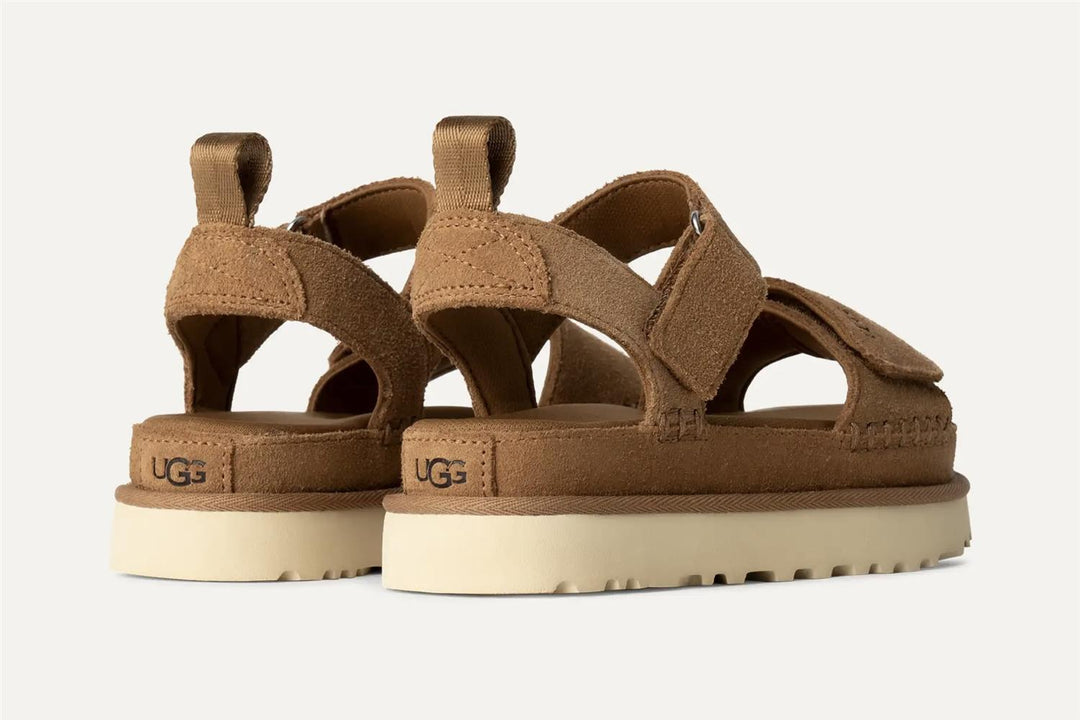 W Goldenstar Chestnut