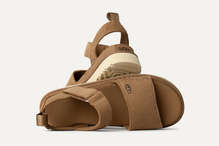 W Goldenstar Chestnut